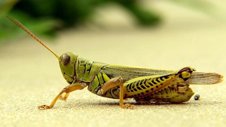 До чого сняться коники: розшифровка зовнішнього вигляду і поведінки комах