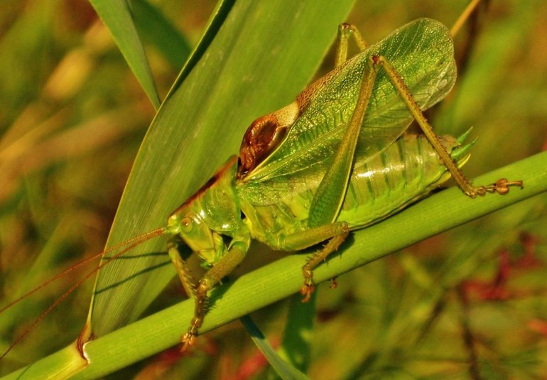 До чого сняться коники: розшифровка зовнішнього вигляду і поведінки комах