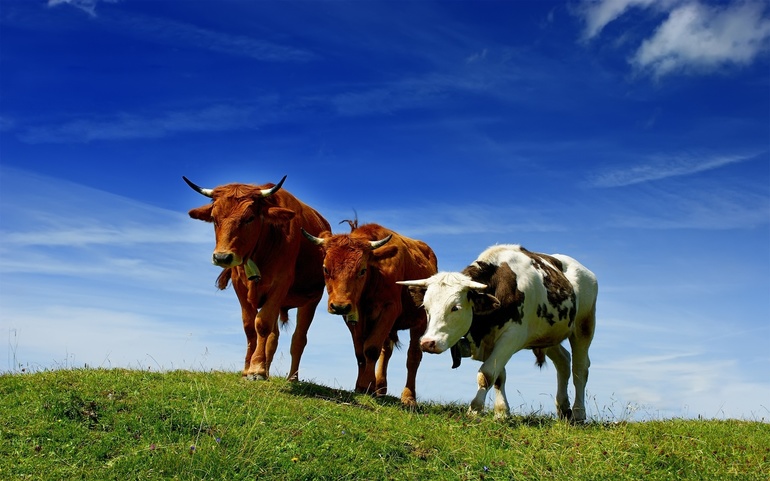 До чого сняться корови і бики: багато тварин, різні дії, тлумачення для чоловіків і жінок