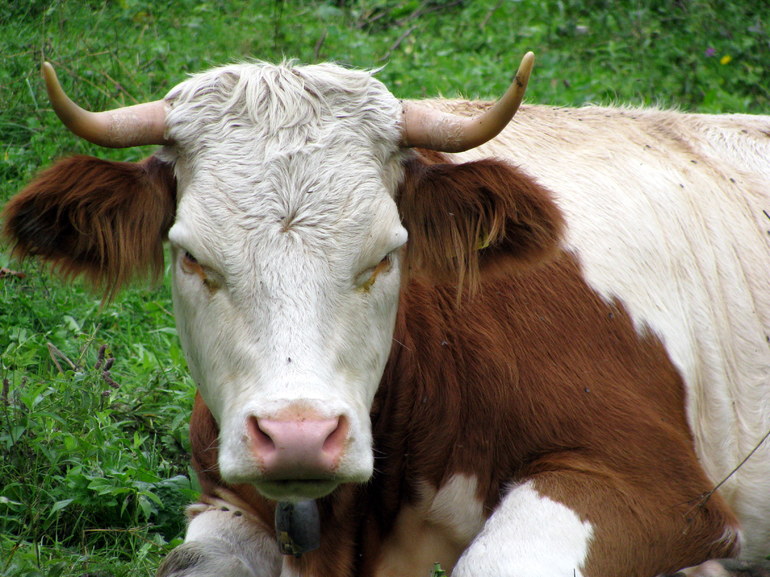 До чого сняться корови і бики: багато тварин, різні дії, тлумачення для чоловіків і жінок