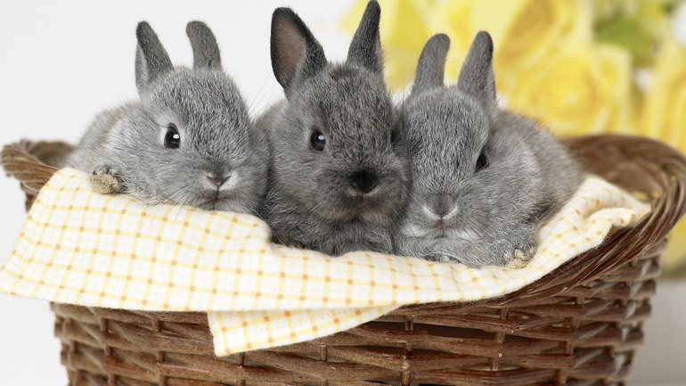 До чого сняться кролики: про особливості сновидінь, тлумачення по сонникам Міллера і Ванги