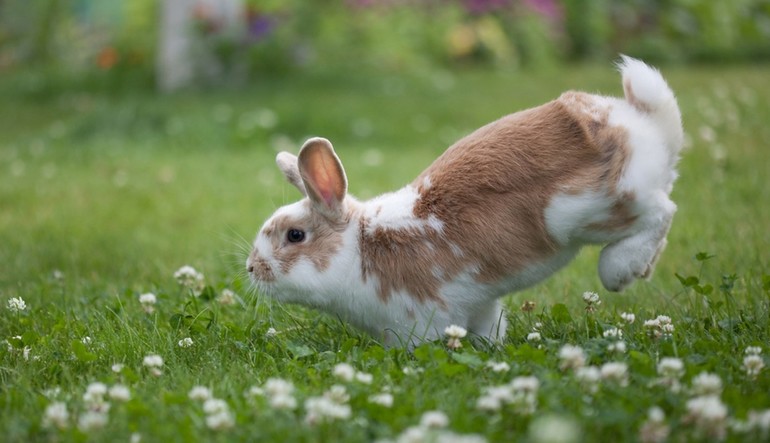 До чого сняться кролики: про особливості сновидінь, тлумачення по сонникам Міллера і Ванги