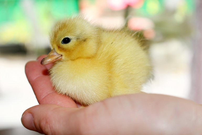 До чого сняться курчата: значення маленьких жовтих пташенят у соннику для жінок і чоловіків