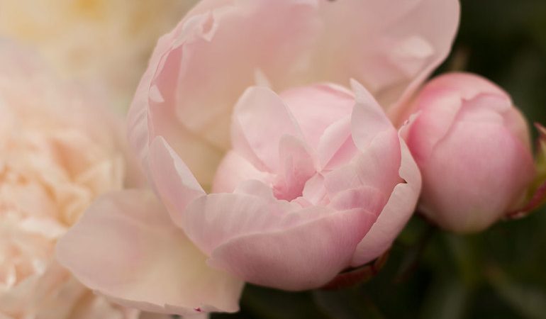До чого сняться квіти: тлумачення снів у білими, рожевими, червоними та іншими кольорами
