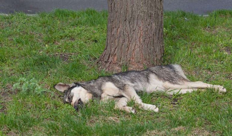 До чого сняться мертві тварини: вбиті домашні тварини і дикі звірі, тлумачення сну за сонниками