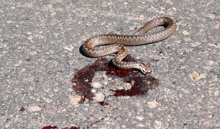 До чого сняться мертві змії за сонниками: чоловікові, жінці, дівчині