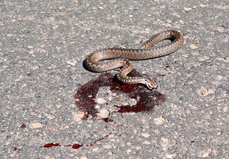 До чого сняться мертві змії по сонникам: чоловікові, жінці, дівчині