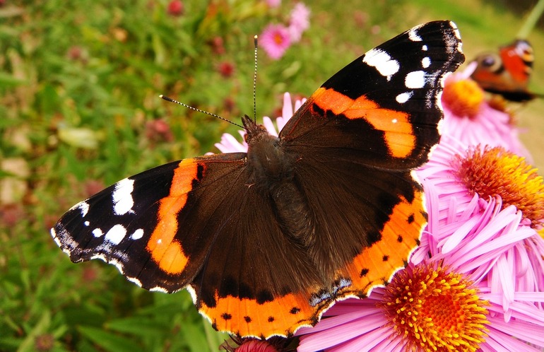 До чого сняться метелики: тлумачення бачення для жінок і чоловіків по соннику Міллера, Фрейда та інших видань