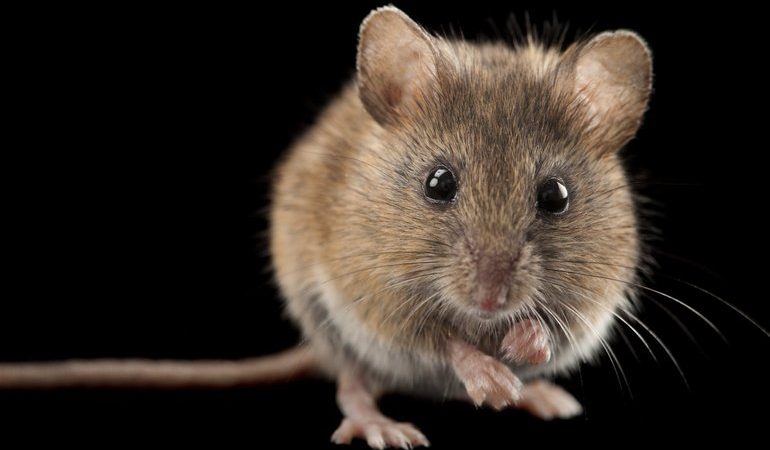 До чого сняться миші: особливості розшифровки символів, загальні тлумачення та значення за сонниками