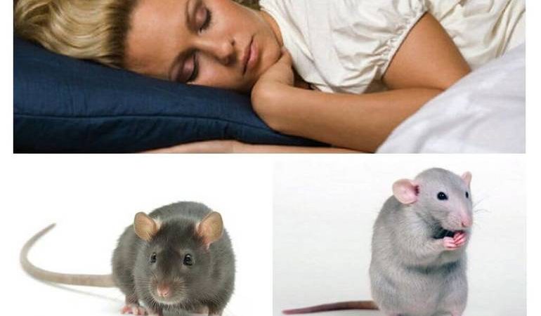 До чого сняться миші і щури чоловікам і жінкам: живі і мертві, багато чи мало, дії гризунів та сновидця