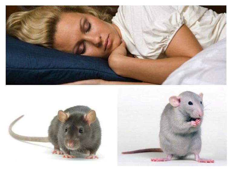 До чого сняться миші і щури чоловікам і жінкам: живі і мертві, багато чи мало, дії гризунів та сновидця