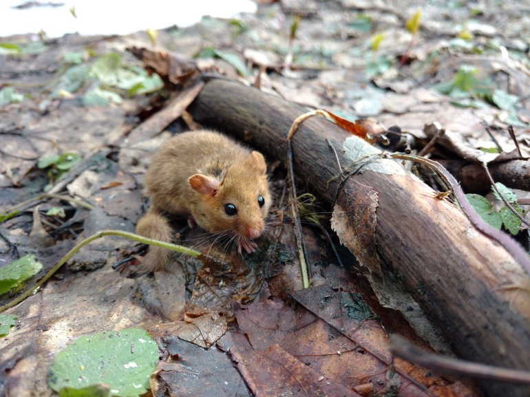 До чого сняться миші і щури чоловікам і жінкам: живі і мертві, багато чи мало, дії гризунів та сновидця