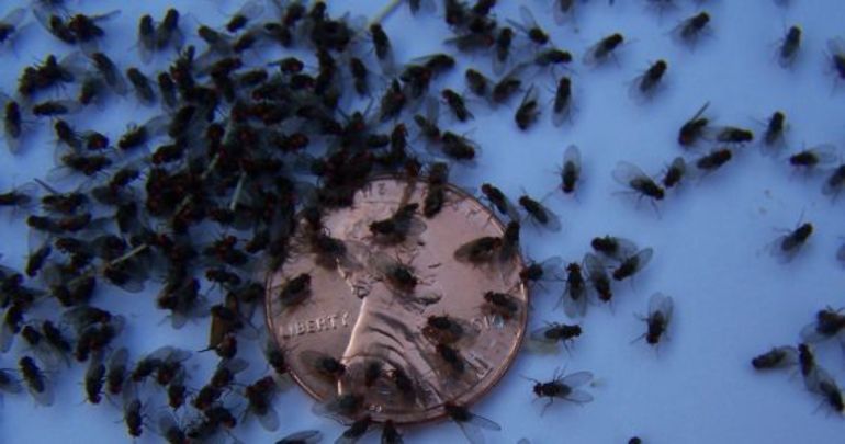 До чого сняться мухи в будинку чи кімнаті: тлумачення по сонникам, деталі сну