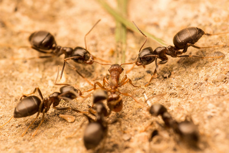 До чого сняться мурахи: тлумачення сонників, великі мураши уві сні, руді і чорні комахи