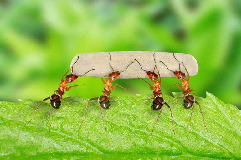 До чого сняться мурахи: тлумачення сонників, великі мураши уві сні, руді і чорні комахи