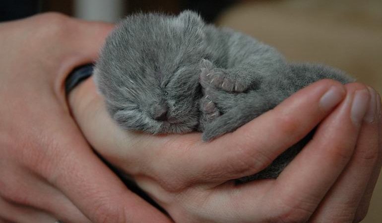 До чого сняться новонароджені кошенята: що означає багато маленьких сліпих дитинчат поряд з кішкою по соннику