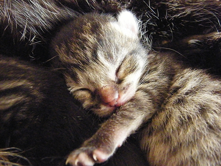 До чого сняться новонароджені кошенята: що означає багато маленьких сліпих дитинчат поряд з кішкою по соннику