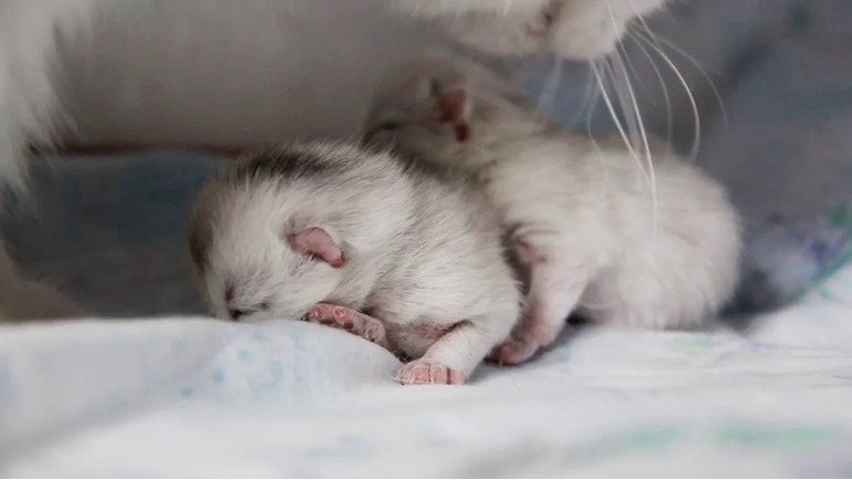 До чого сняться новонароджені кошенята: що означає багато маленьких сліпих дитинчат поряд з кішкою по соннику