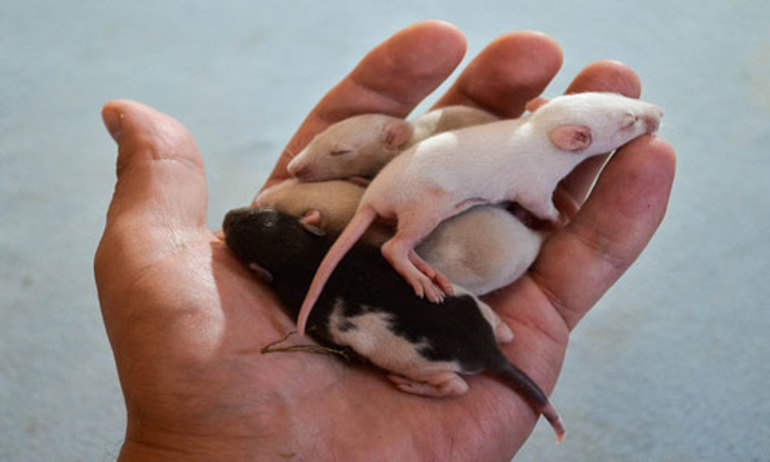До чого сняться пацюки: бачити багато щурят жінці уві сні
