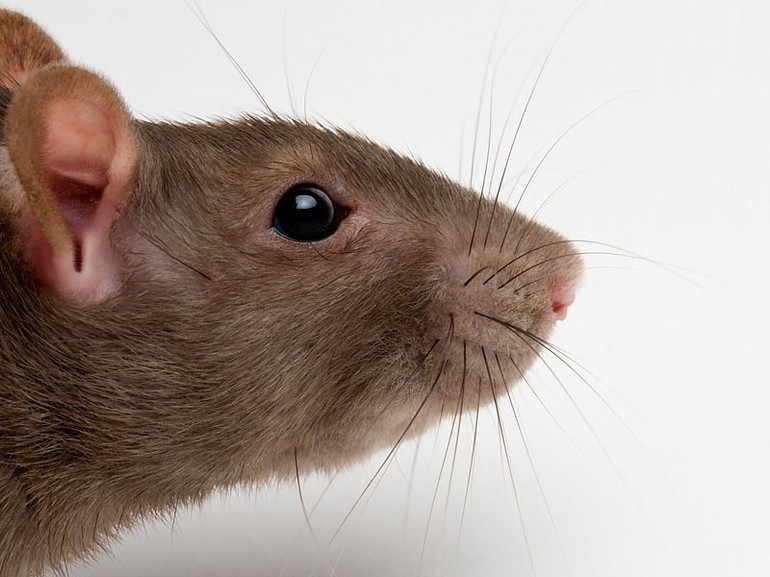До чого сняться пацюки: багато тварин у сні, значення і тлумачення по найпопулярнішим сонникам