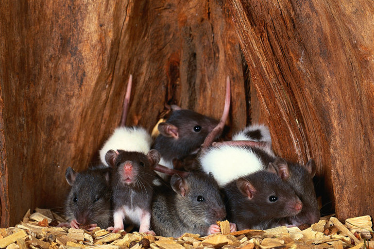 До чого сняться пацюки: багато тварин у сні, значення і тлумачення по найпопулярнішим сонникам