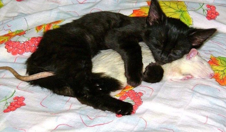 До чого сняться пацюки і кішки: тварини разом або хижак з’їв гризуна, популярні тлумачення по сонникам