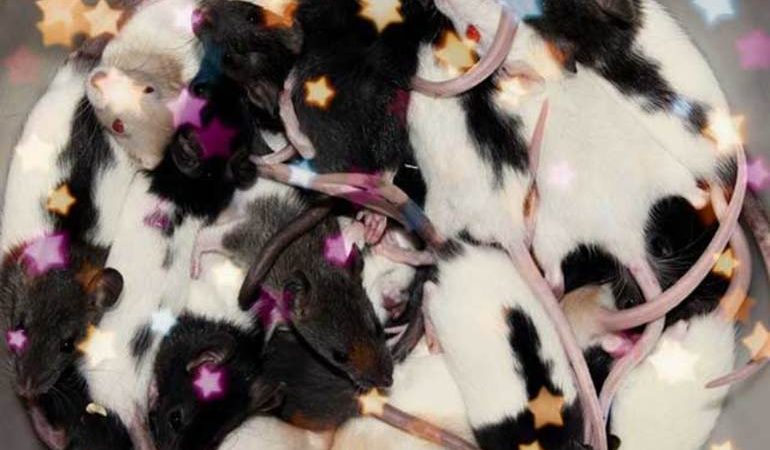 До чого сняться пацюки уві сні жінці: тлумачення сновидінь з чорними, білими, сірими і рудими гризунами