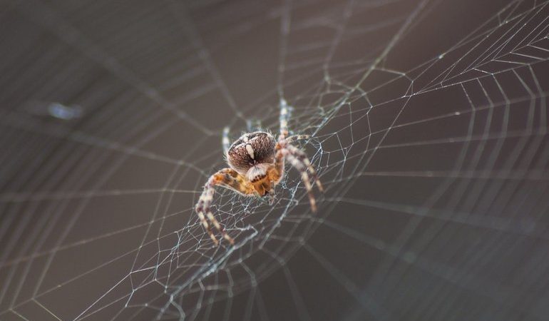 До чого сняться павуки і павутина: тлумачення за сонниками