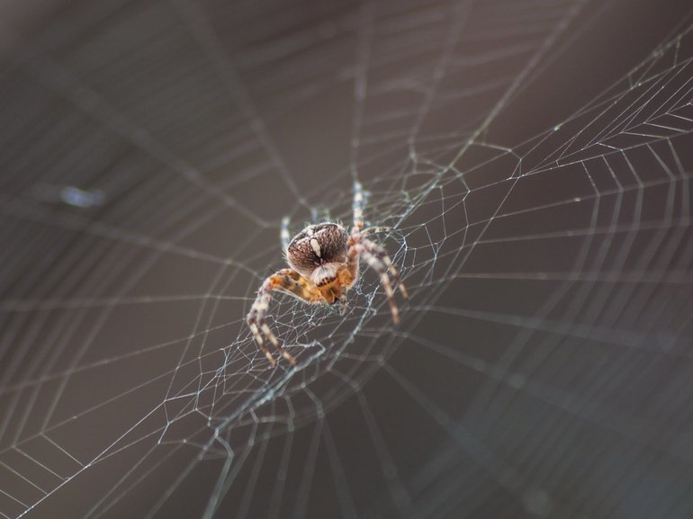 До чого сняться павуки і павутина: тлумачення по сонникам