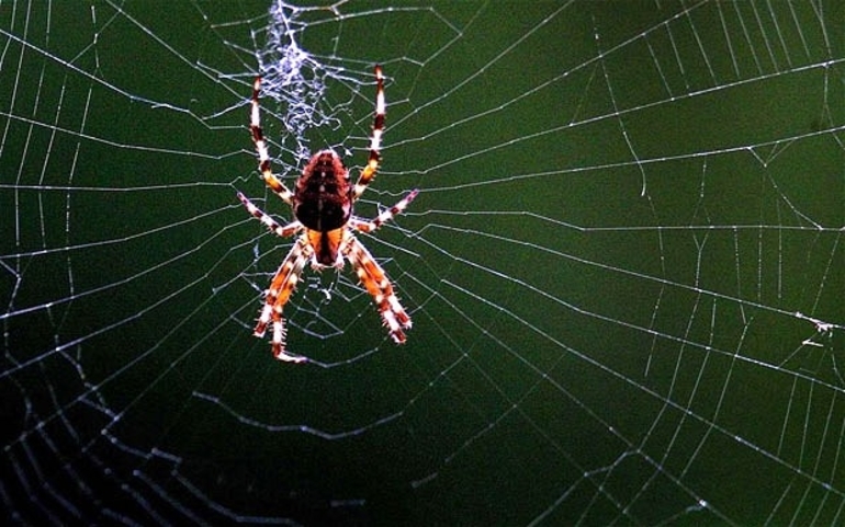 До чого сняться павуки: значення сну сонники Міллера, Ванги, Фрейда та інших джерелах