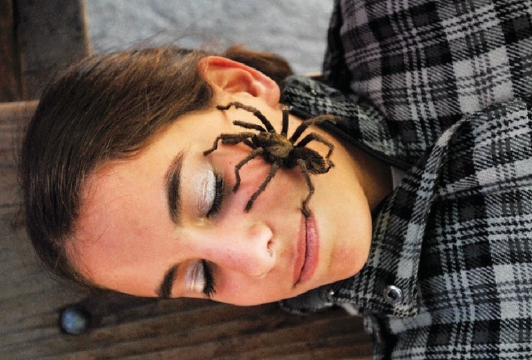 До чого сняться павуки: значення сну сонники Міллера, Ванги, Фрейда та інших джерелах