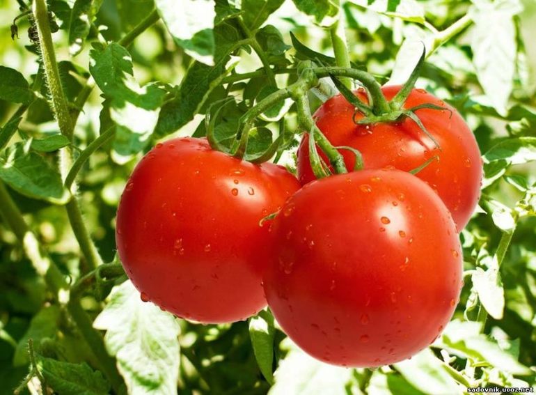 До чого сняться помідори: загальні значення, тлумачення червоних томатів на грядці по сонникам і інші версії