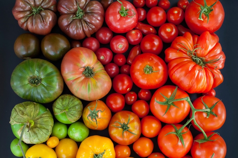 До чого сняться помідори: загальні значення, тлумачення червоних томатів на грядці по сонникам і інші версії