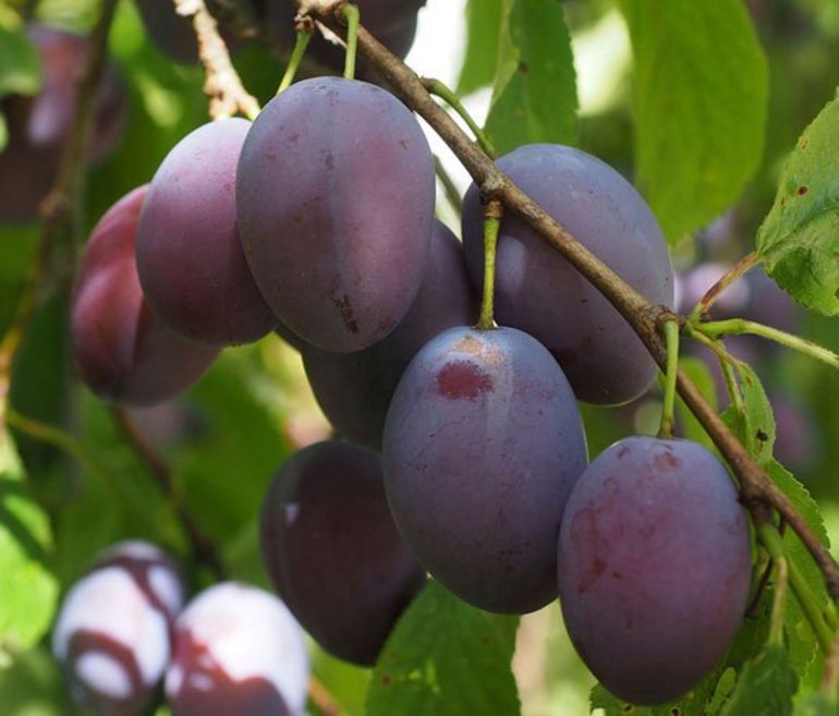 До чого сняться сливи: тлумачення сливового саду сониками, що означають великі фрукти на дереві