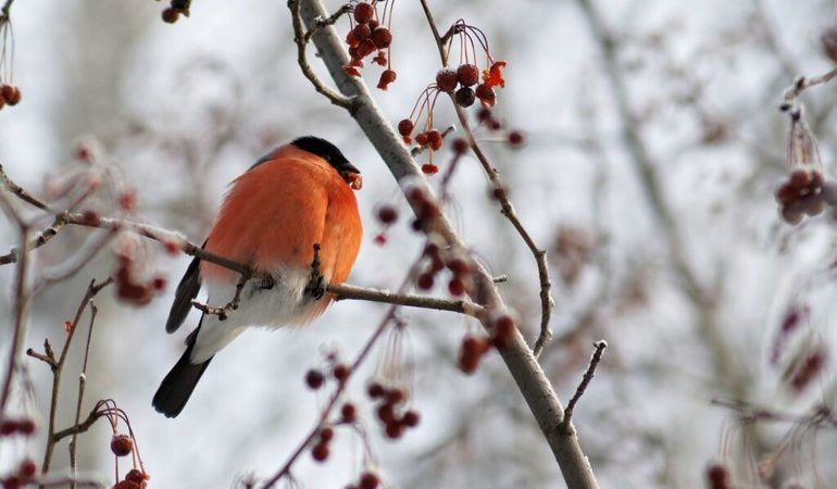 До чого сняться снігурі: на руці, на дереві і інші значення по сонникам