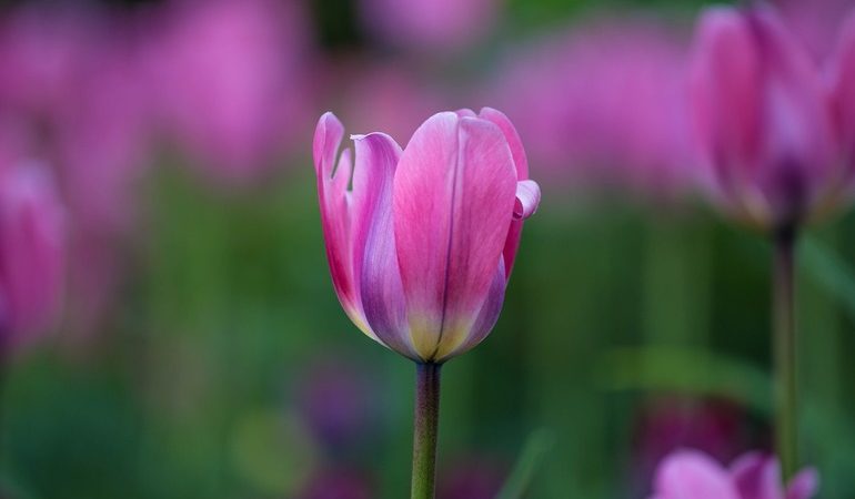 До чого сняться тюльпани: білі, червоні, рожеві та жовті квіти по соннику