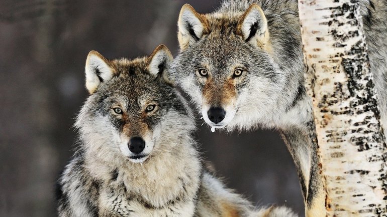 До чого сняться вовки: поширені значення для жінок і чоловіків та особливості тлумачення