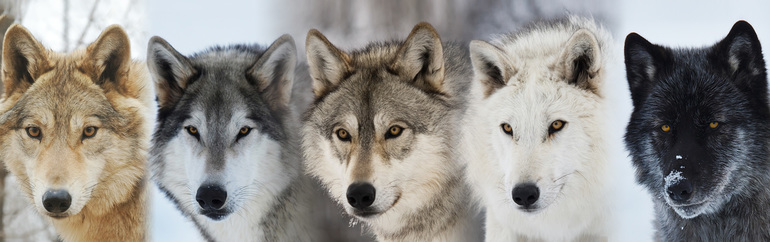 До чого сняться вовки: поширені значення для жінок і чоловіків та особливості тлумачення