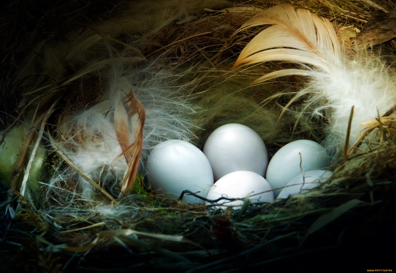 До чого сняться яйця курячі: значення по сонникам, дії чоловіків і жінок, зовнішній вигляд продукту