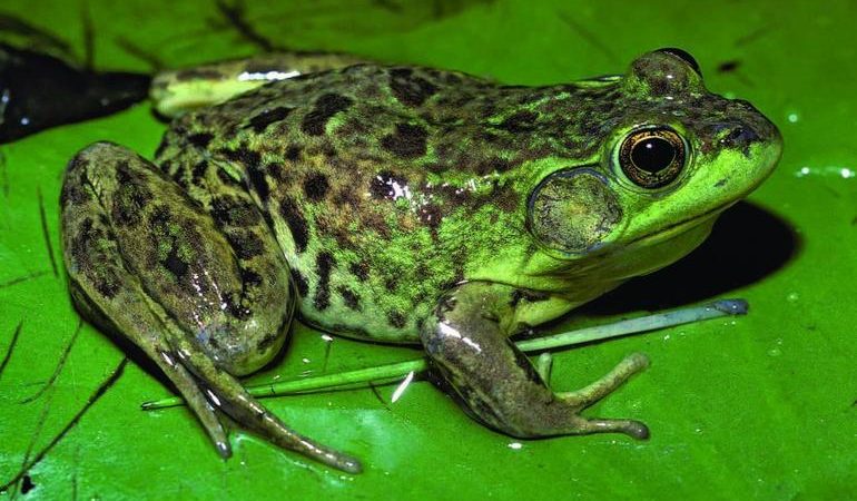 До чого сняться жаби: загальне значення, тлумачення за сонниками для чоловіків і жінок, деталі сну
