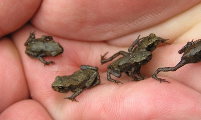 До чого сняться жаби: загальне значення, тлумачення по сонникам для чоловіків і жінок, деталі сну