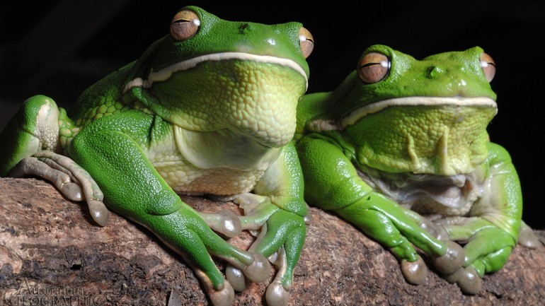 До чого сняться жаби: загальне значення, тлумачення по сонникам для чоловіків і жінок, деталі сну
