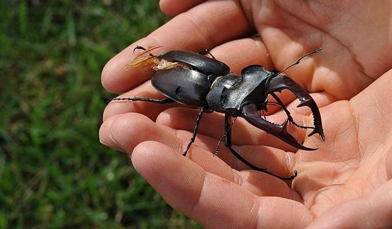До чого сняться жуки: значення снів про мертвих і живих комах, якщо приснилося багато чи мало жуков. Трактування за сонниками