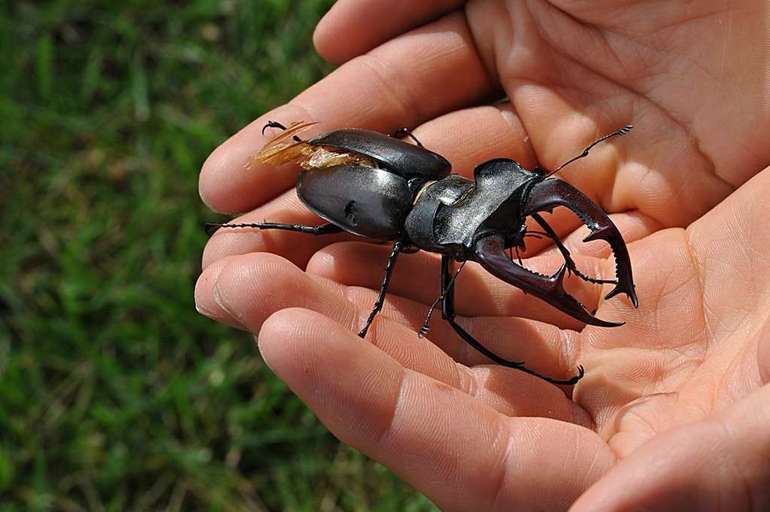 До чого сняться жуки: значення сонники снів про мертвих і живих комах, якщо приснилося багато чи мало жуков