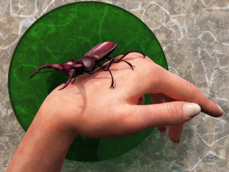 До чого сняться жуки: значення сонники снів про мертвих і живих комах, якщо приснилося багато чи мало жуков