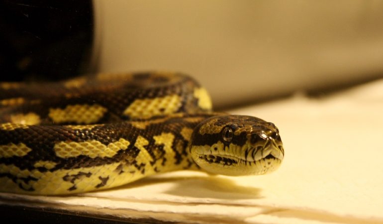 До чого сняться змії: докладне тлумачення для жінок і чоловіків