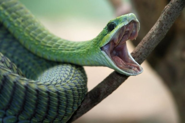 До чого сняться змії: докладне тлумачення для жінок і чоловіків