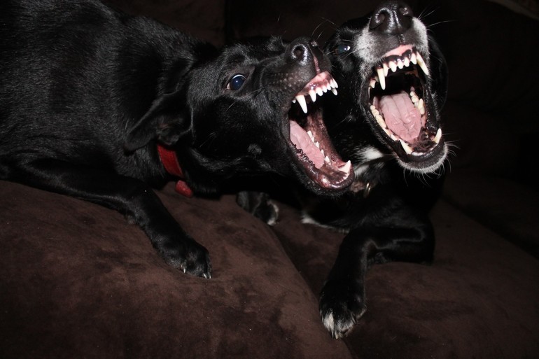 Дві собаки по соннику: що віщують нічні мрії з великими тваринами, точна розшифровка сну