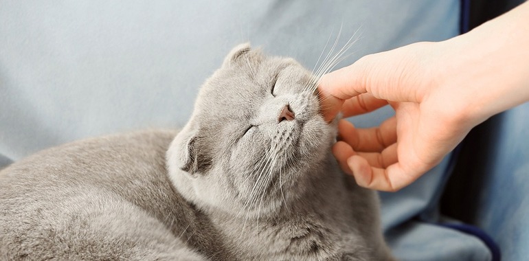 Гладити кішку у сні: тлумачення сонника Ванги, значення кольору і розміру кота, трактування для жінок