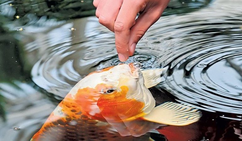 Годувати рибу у сні: до чого сниться сон з рибками за різними сонникам